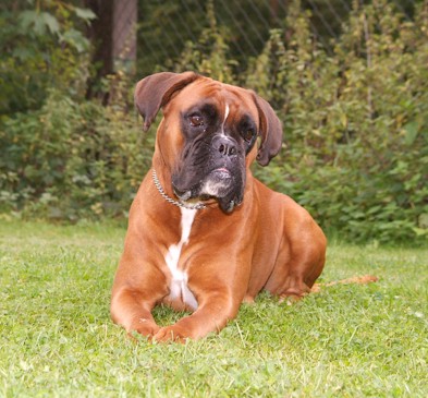 Ziska vom Rottland